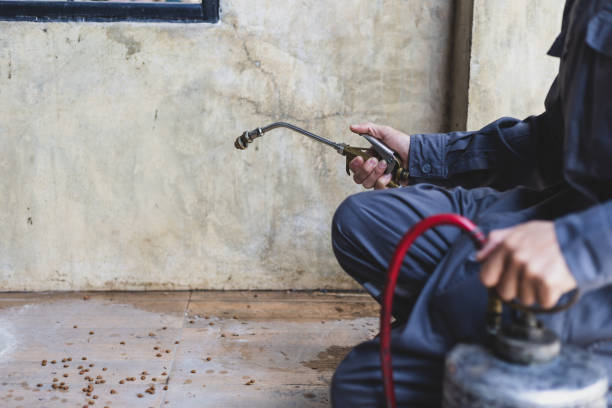 Best Affordable Pest Control Services  in Newell, WV